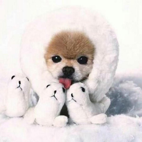 милая собака