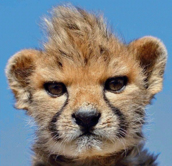 гепард малыш