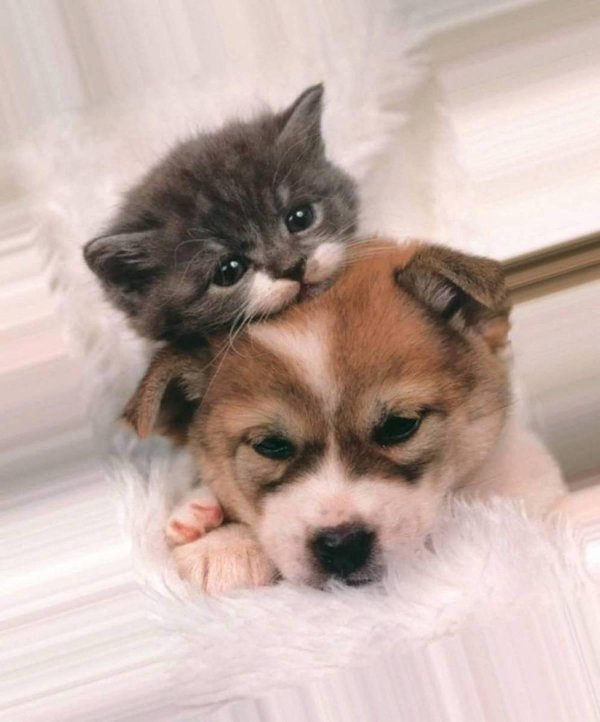 щенок с котенком
