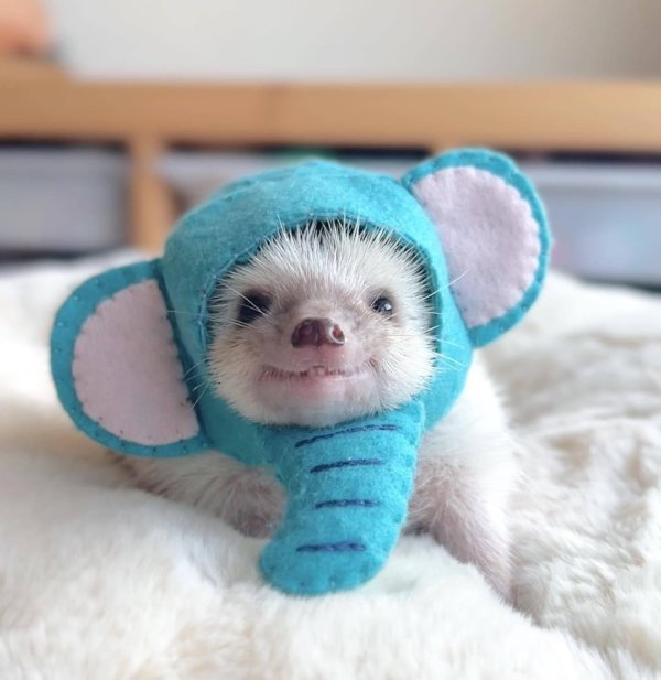 забавные зверюшки