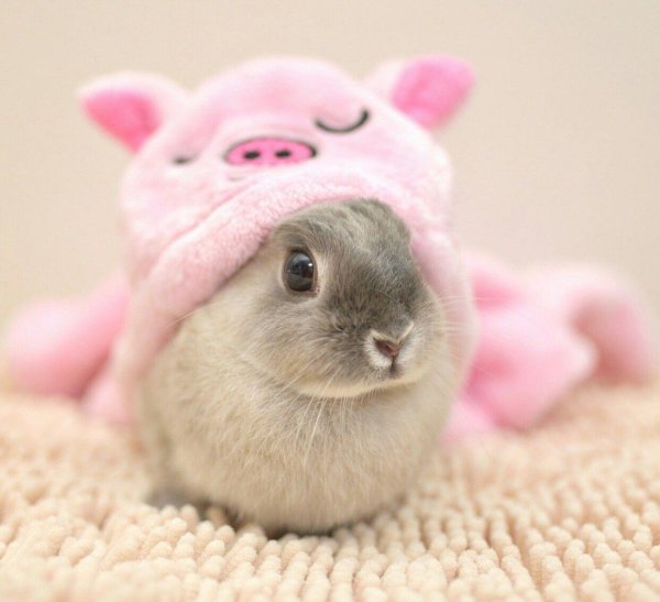 милый кролик