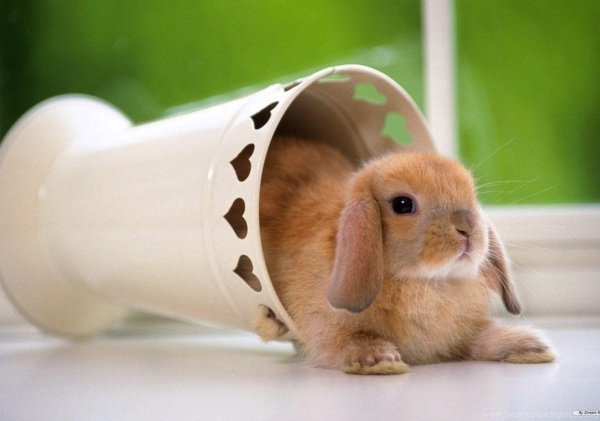 кролик декоративный