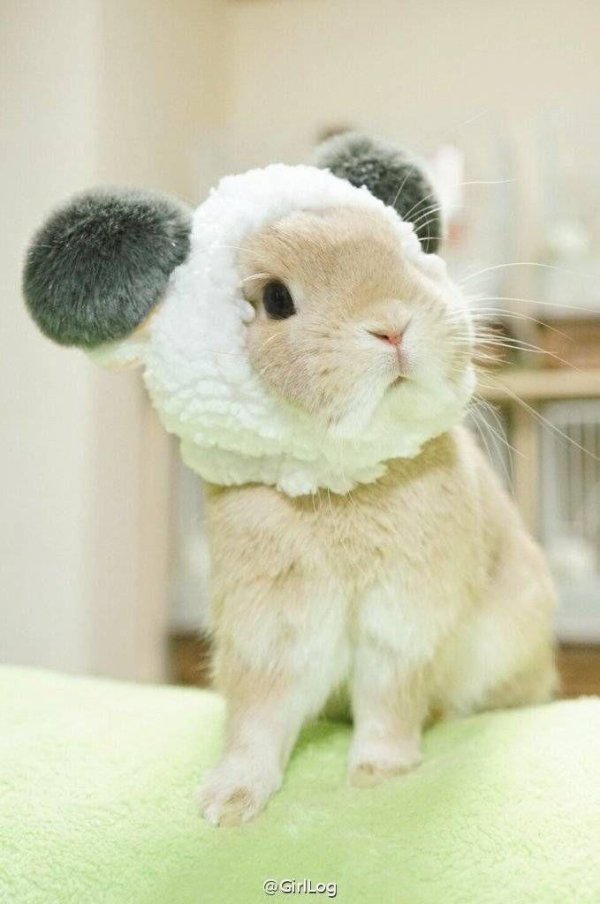 смешной кролик