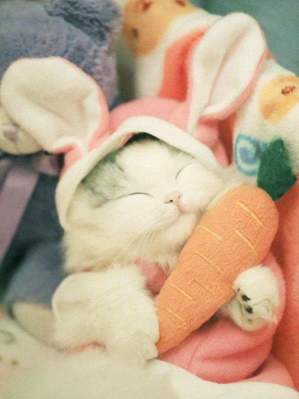 спящие котята