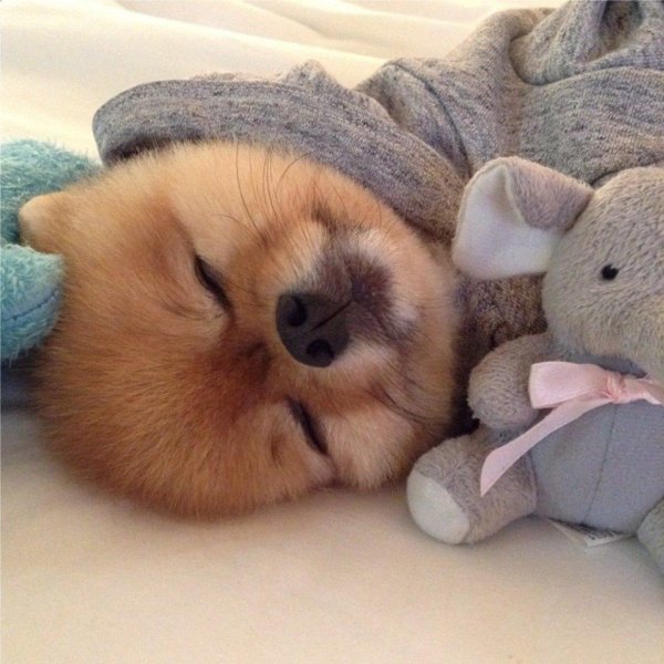 собачка милая