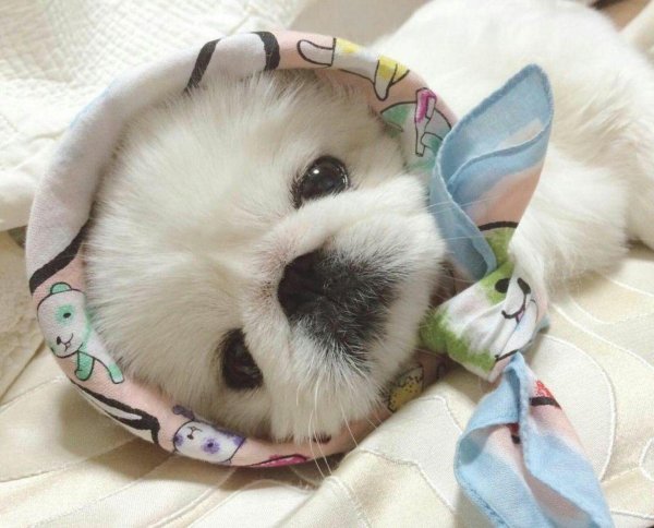 императорский пекинес белый