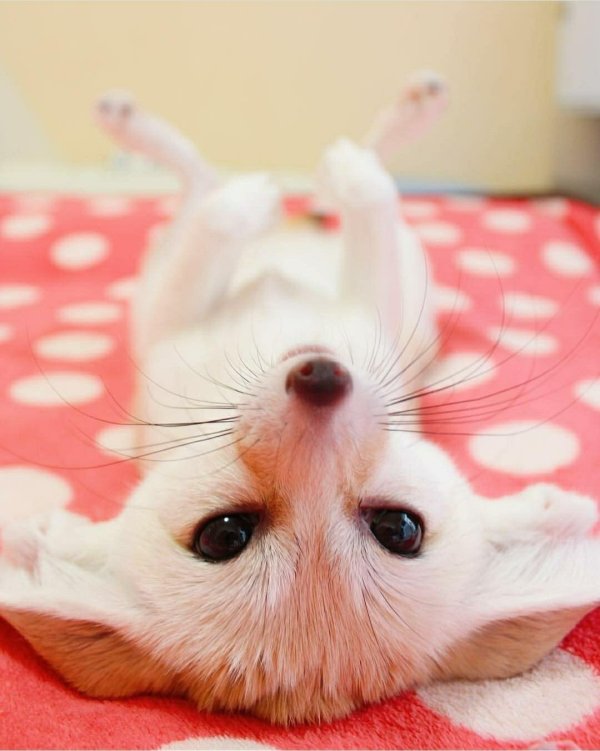 домашняя лиса фенек