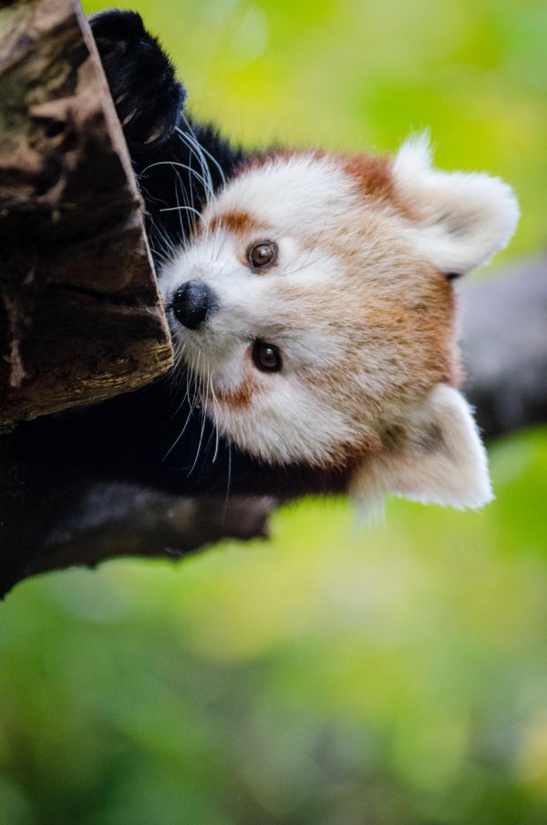 красная панд