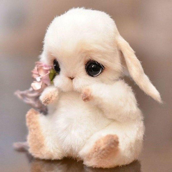 милая зайка