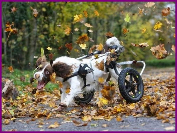 осенние приколы