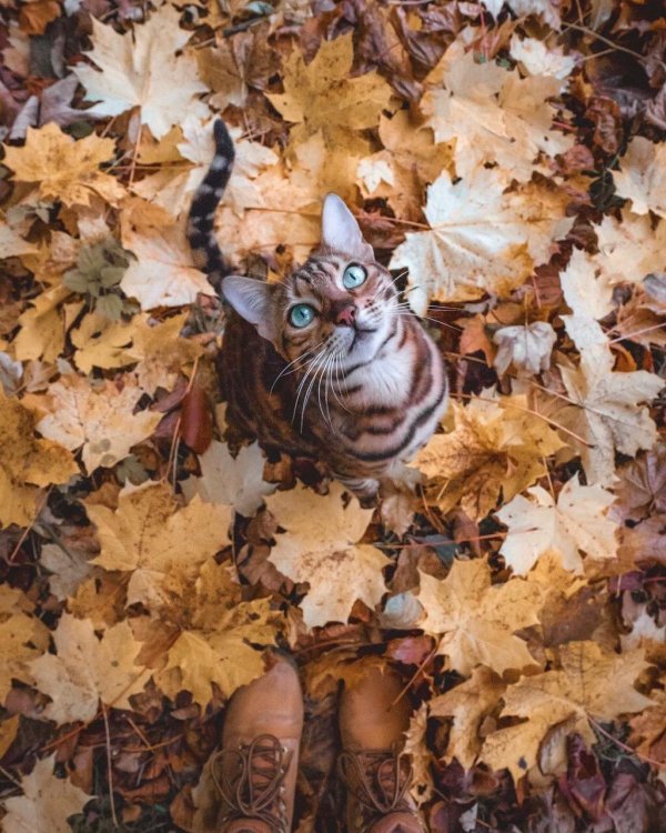 осенние котики