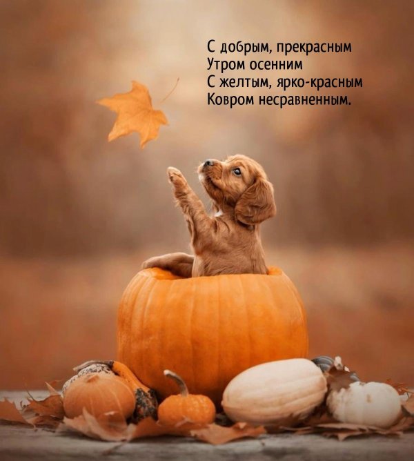 собака тыква