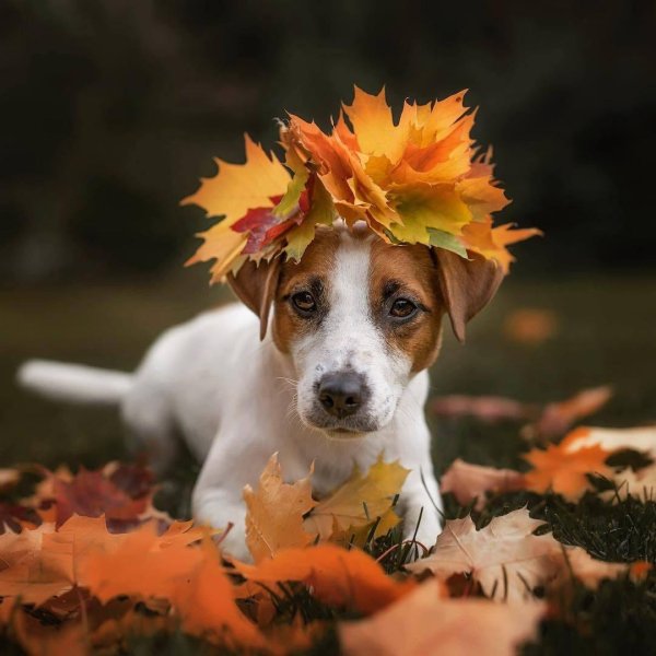 джек рассел терьер осенью