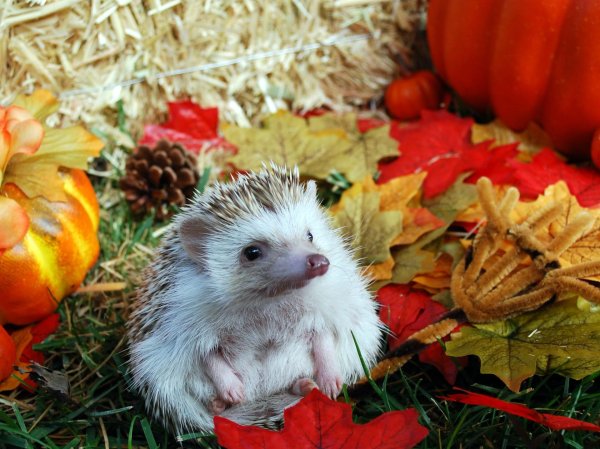 ежик осенний