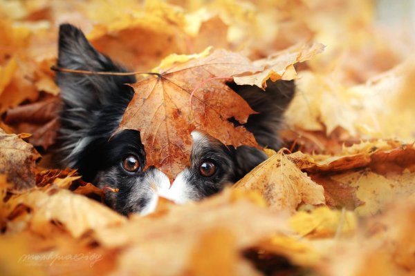 животные в листве