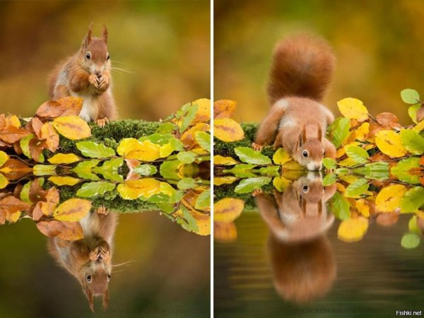 природа животные