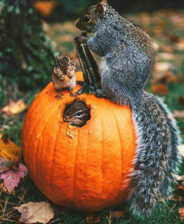 белка и тыква
