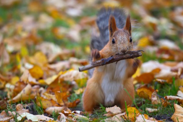 белка в осеннем лесу