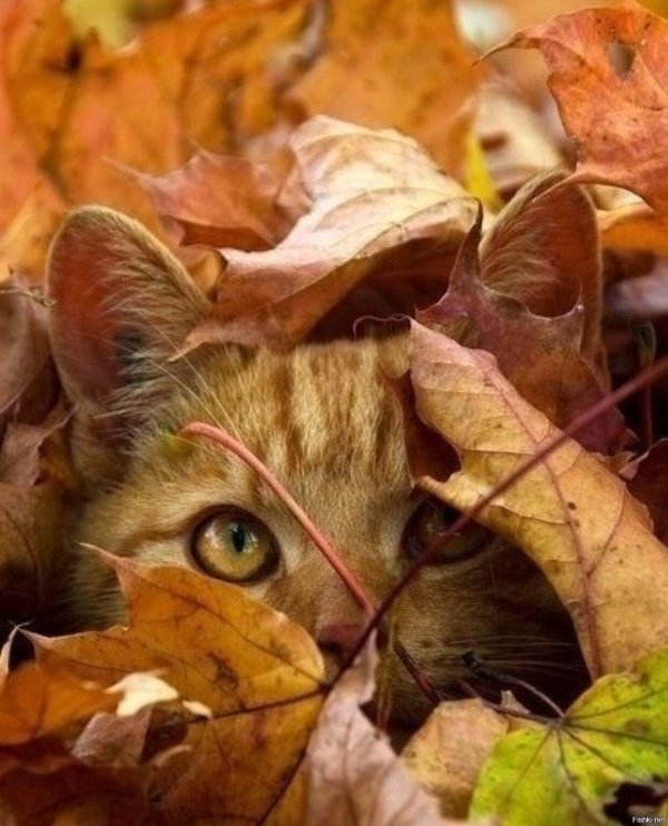 осень котик