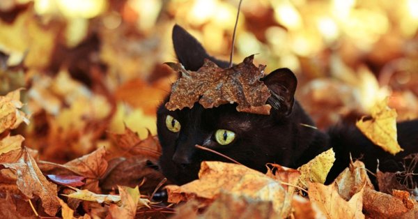 осенние черные коты