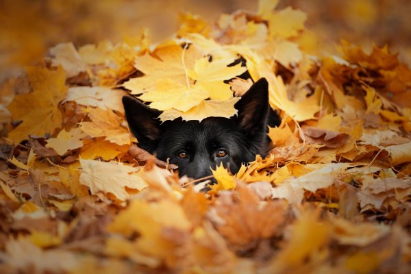 собака в листве