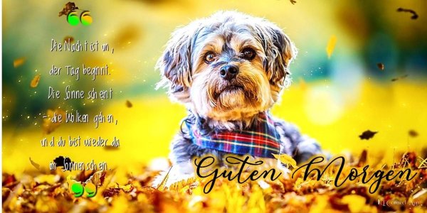 собака йоркширский терьер