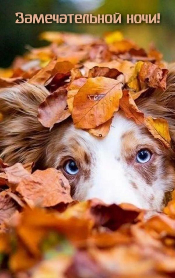 осенние животные