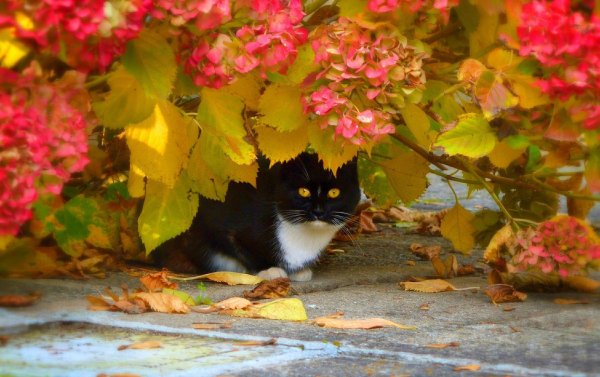 кошки осенью