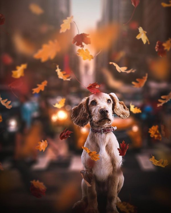 осеннее настроение