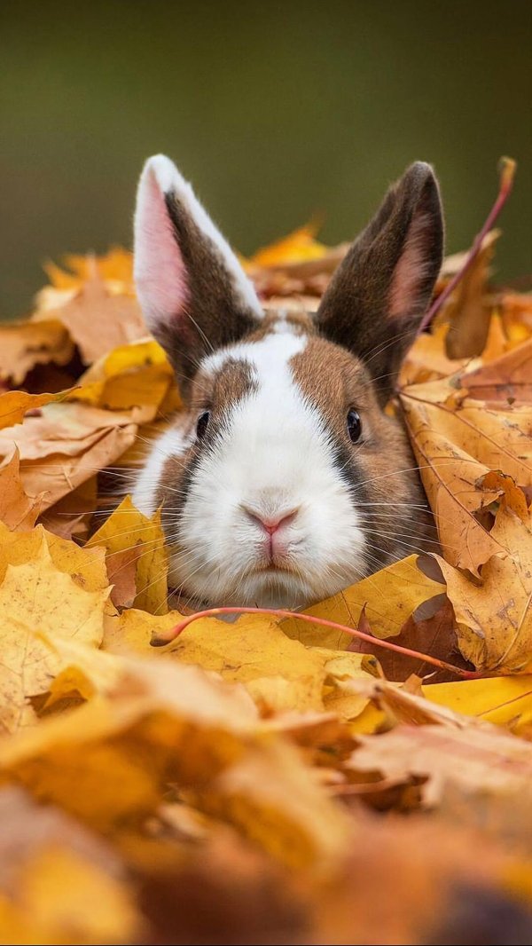 autumn bunny