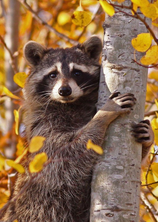 животное енот