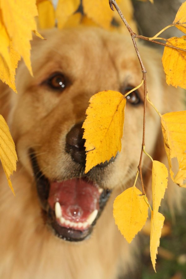 золотистый ретривер