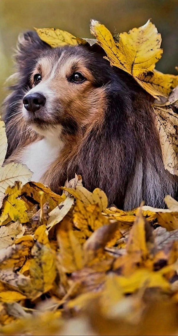 осенняя печаль животных