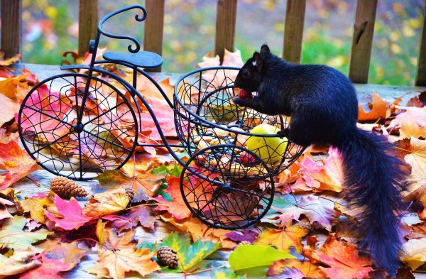 черная белка