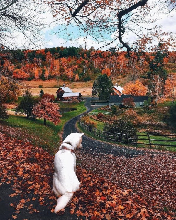 природа осенняя