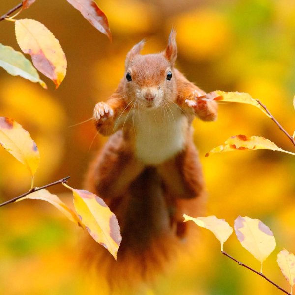 белка в осеннем лесу