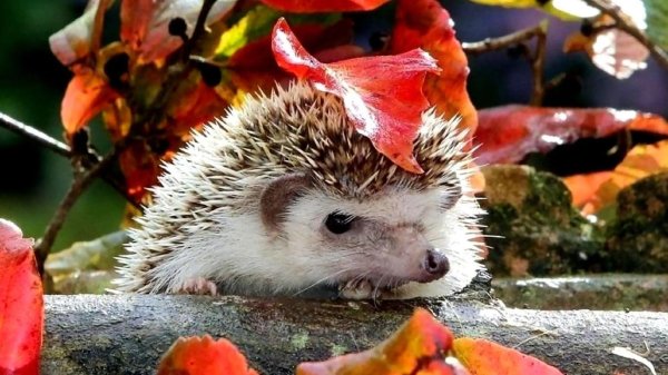 ежик осенний