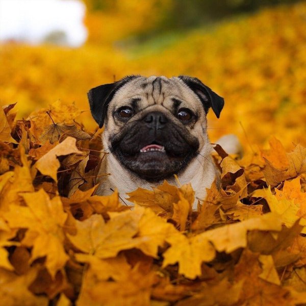 осенний мопсик