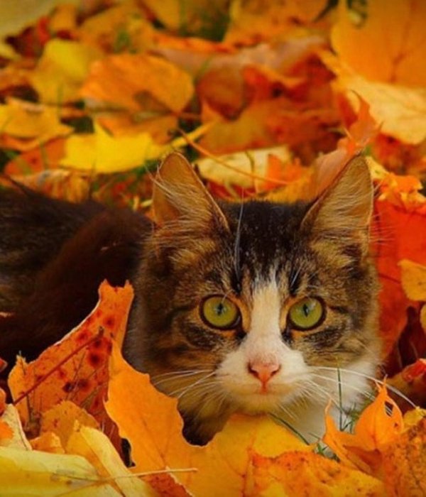 кот в осенних листьях