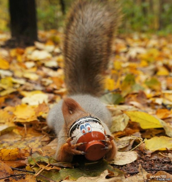 доброе утро с белочкой