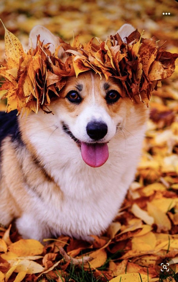 корги осенью