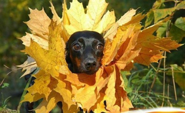 собака такса