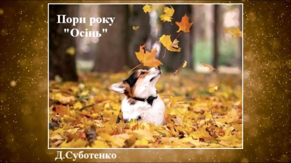 корги пемброк осень