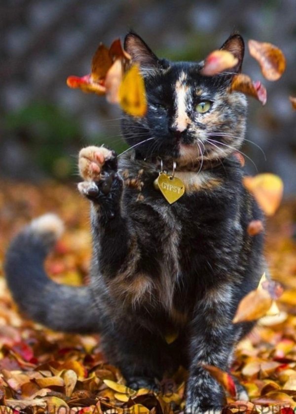 европейская короткошерстная черепаховая