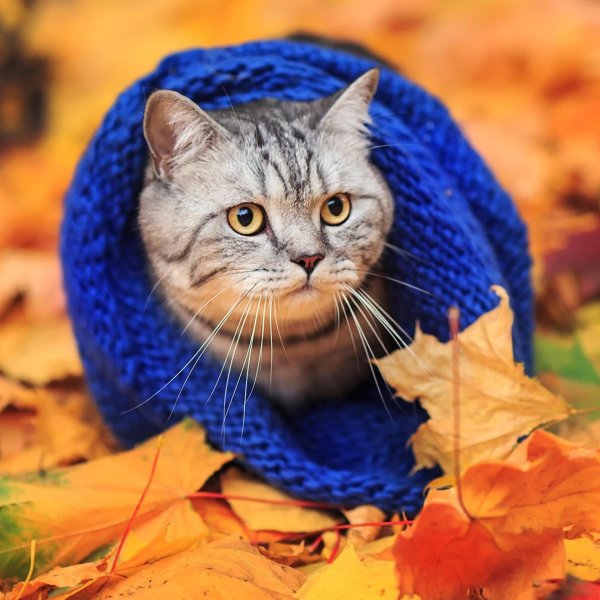 осенний котик в шарфе
