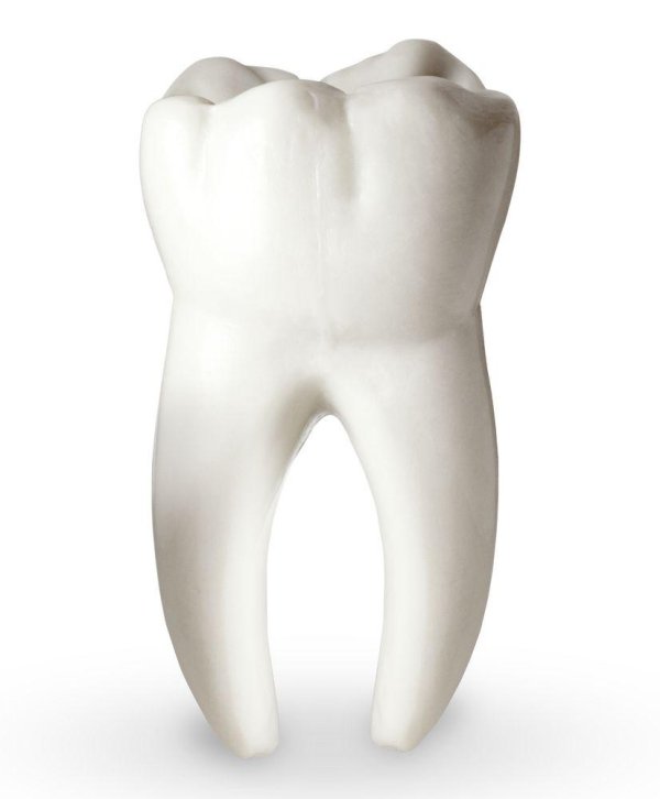 tooth 3 d