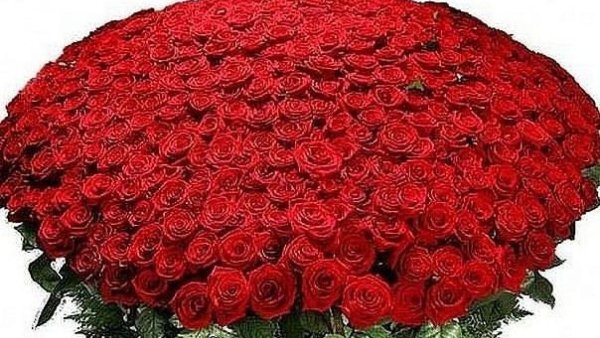 розы огромный букет