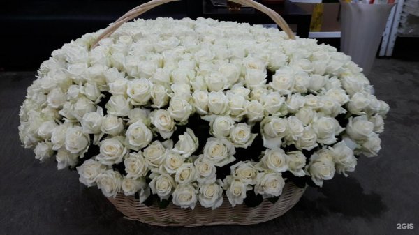 белые розы в корзине