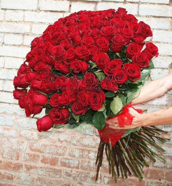 101 красная роза