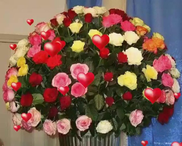 цветы огромный букет